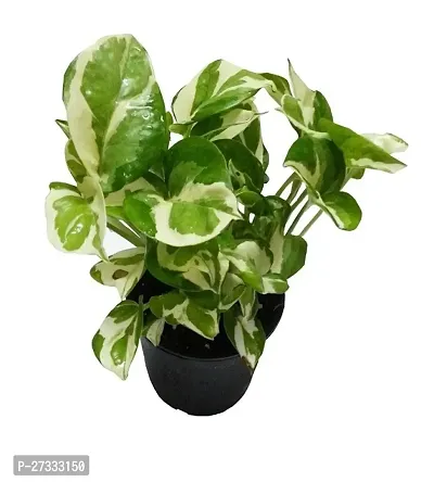Money plant pack of 1-thumb0