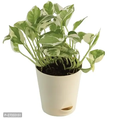 Money plant pack of1-thumb0
