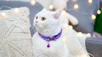 1 Piece Cat Collar - Unique Frill Design, with Bell, Adjustable Strap, and Safety Release Buckle [Modern Design for Your Cute Cats, Puppies  Small Dogs- Charming Purple]-thumb3