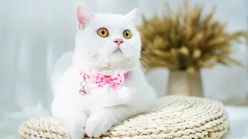 1pcs classic pink bow cat coller with bell Dog  Cat Break Away Collar-thumb1