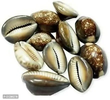 Shree Ganesha Natural Brown Black/Tiger Kaudi Shells/Kauri/Cowrie (Set of 11 Pieces) Marble Yantra (Pack of 11) Stoneware Yantra  (Pack of 11)
