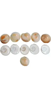 Shree Ganesha Combo of Gomati Chakra and Yellow Kaudi Shells/Kauri/Cowrie (11 piece each) Marble Yantra  (Pack of 22)-thumb1