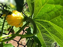 SD-892 Sponge Gourd-250-Seeds-thumb1