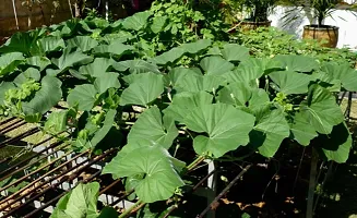 Round Lauki Bottle Gourd Seeds-800 Seeds per packet-thumb3