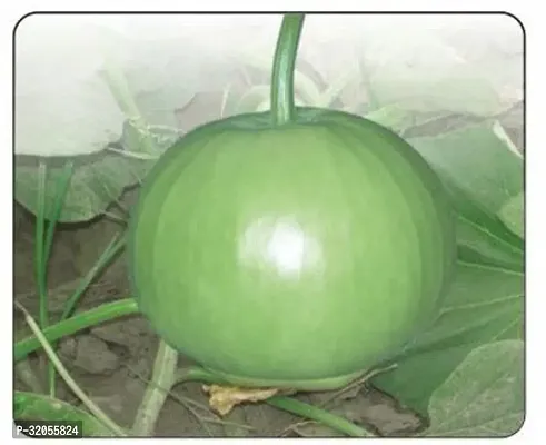 Indian Bottle Gourd-200 Seeds per packet-thumb0