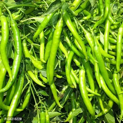 High Quality Indian Chilli Seeds-500 Seeds-thumb0