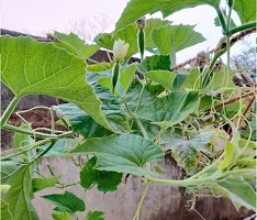 Bottle Gourd Seeds Round-150 Seeds per packet-thumb2