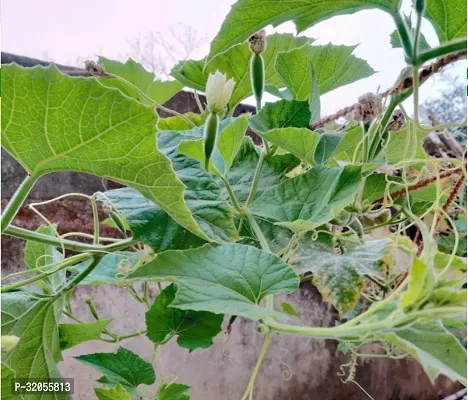 Bottle Gourd Seeds Round-150 Seeds per packet-thumb3