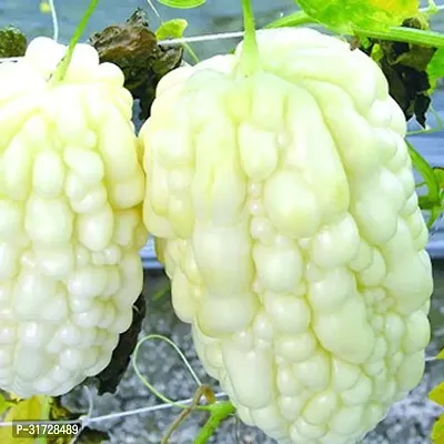 White Karela SD -KS-2167-500 -SD