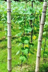 SD-139 Sponge Gourd-40-Seeds-thumb2