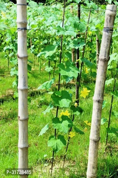 SD-139 Sponge Gourd-40-Seeds-thumb3