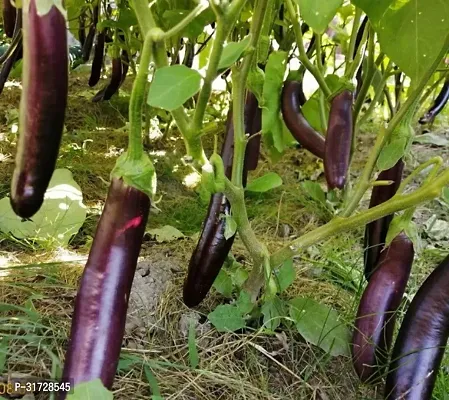 Long Purple Brinjal-183 -FR- 3500-SD-thumb0