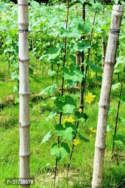 SD-1146 Sponge Gourd-400-Seeds-thumb2