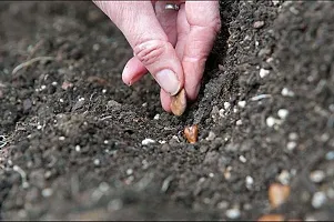 Hybrid Bottle Gourd Seeds-350 Seeds per packet-thumb1