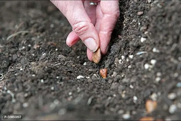 Hybrid Bottle Gourd Seeds-350 Seeds per packet-thumb2