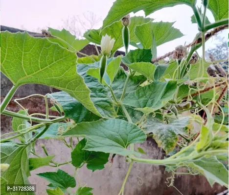 Long Bottle Gourd-28-Sd-400-Seeds-thumb3