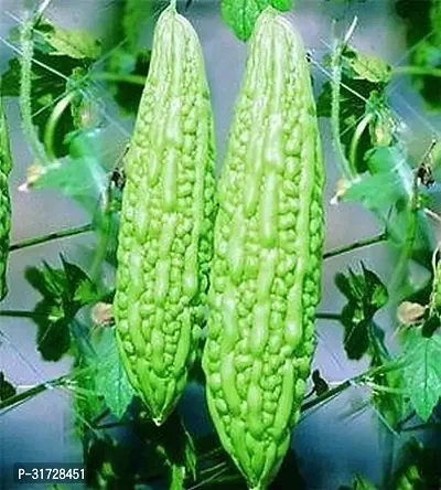 Karela Seeds -KS-2040-400 -Seeds-thumb0