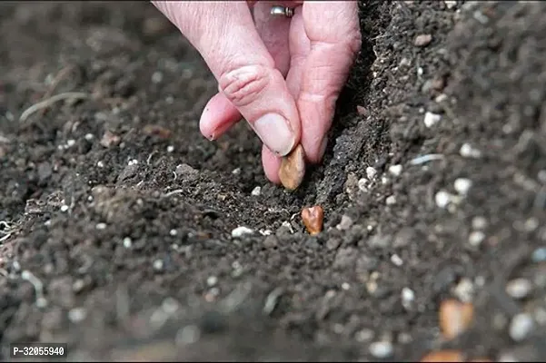 Long Bottle Gourd Seeds-500 Seeds per packet-thumb2