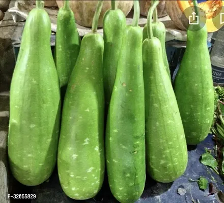 Round Bottle Gourd, Ghiya-200 Seeds per packet-thumb0