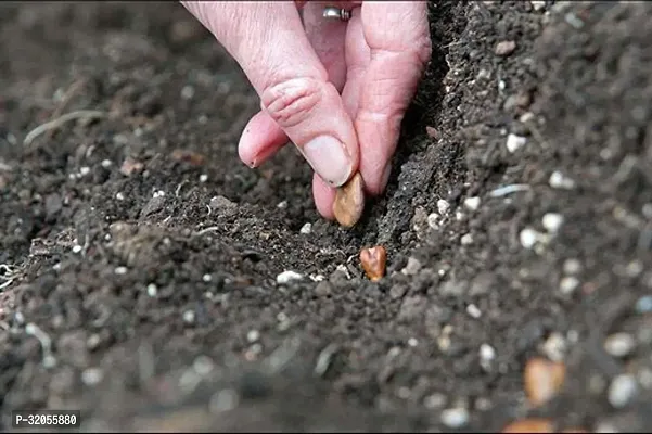 Long  bottle gourd Seeds-300 Seeds per packet-thumb2