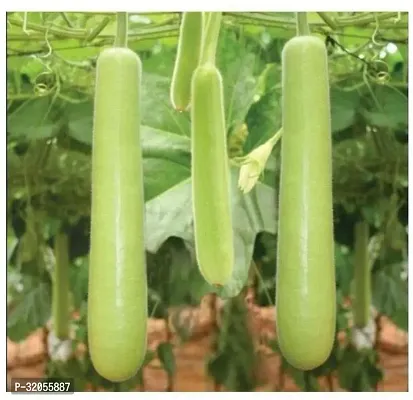 Long bottle gourd-350 Seeds per packet-thumb0