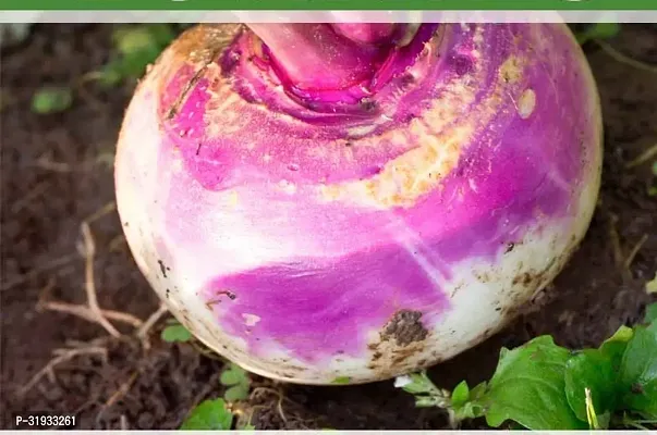 Vegetable Organic Turnip Seeds -1500Seeds