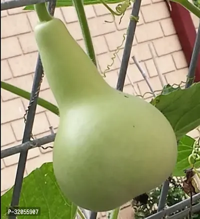 Round Bottle Gourd Seeds-400 Seeds per packet-thumb0