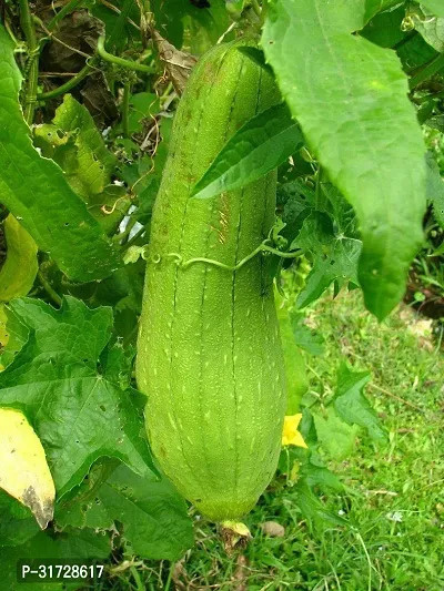 SD-610 Sponge Gourd-120-Seeds-thumb0