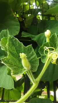 Gol Ghiya Bottle Gourd Seeds-500 Seeds per packet-thumb2