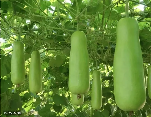 Long bottle gourd-350 Seeds per packet-thumb0