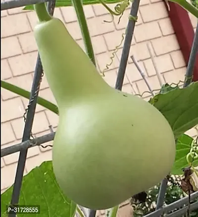 Round Bottle Gourd-161-Sd-100-Seeds