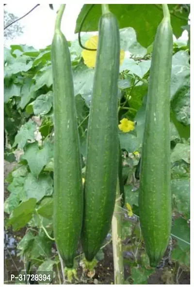 SD-738 Sponge Gourd-150-Seeds