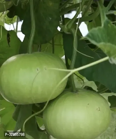 Bottle Gourd Gol Ghiya Seeds-100 Seeds per packet-thumb0