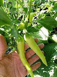 High Quality Indian Chilli Seeds-200 Seeds-thumb2