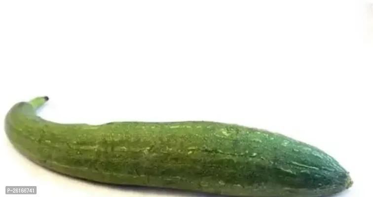 299-SD-572 Sponge Gourd-120-Seeds