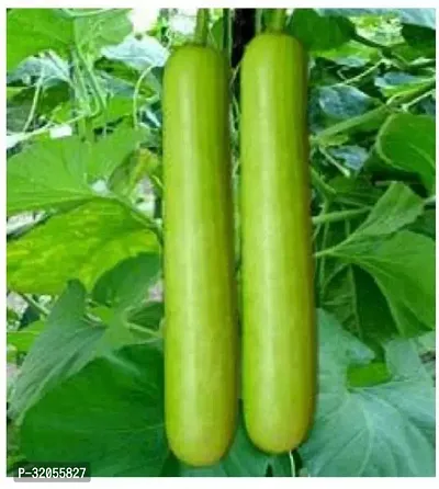 Round Lauki Bottle Gourd Seeds-200 Seeds per packet-thumb0