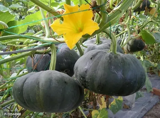 Pumpkin Hybrid Seeds for Home Gardening-thumb0