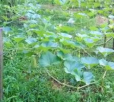 Bottle Gourd Vegetable Seeds-350 Seeds per packet-thumb3