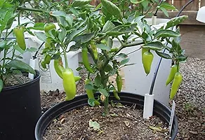 High Quality Indian Chilli Seeds-500 Seeds-thumb3