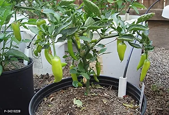 High Quality Indian Chilli Seeds-500 Seeds-thumb4