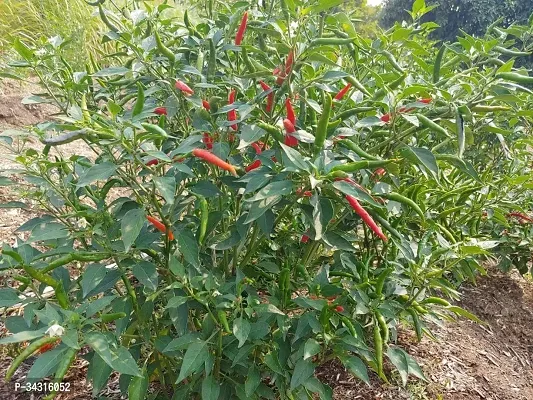 High Quality Thai Hot Pepper Thai Chilli Seeds-2000 Seeds-thumb0