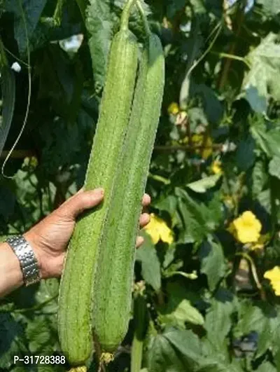 SD-1178 Sponge Gourd-400-Seeds-thumb0