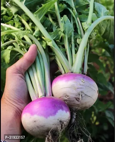 Vegetable Organic Turnip Seeds -200Seeds