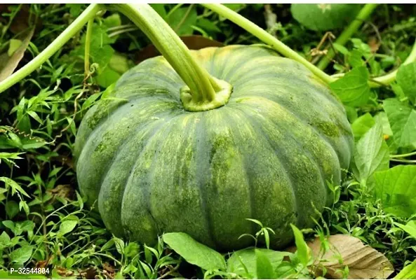 Natural K190 High Quality Pumpkin Squash Vegetable Seeds, 200 Seeds