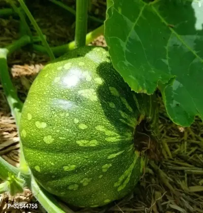 Pumpkin squash plant Vegetable Cucurbita Seeds, 400 Seeds-thumb0