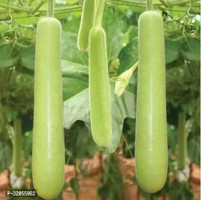 Round Bottle Gourd Hulu Piao-700 Seeds per packet-thumb0