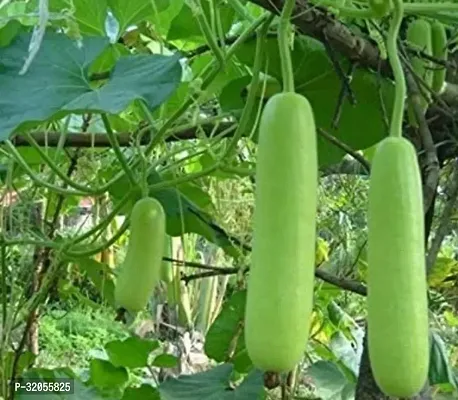 Bottle Gourd Vegetable Seeds-200 Seeds per packet-thumb0