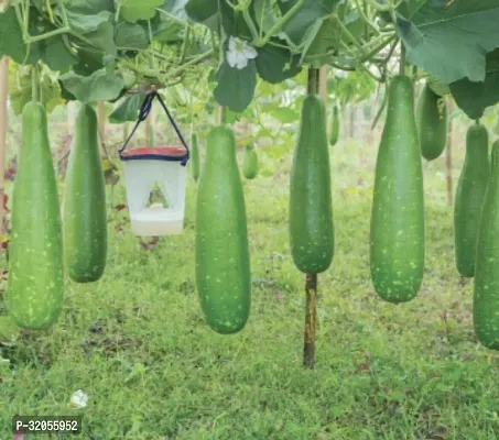 Chinese Bottle Gourd-600 Seeds per packet-thumb0