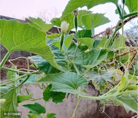 Long Bottle Gourd-170-Sd-200-Seeds-thumb3