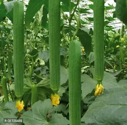 SD-550 Sponge Gourd-120-Seeds